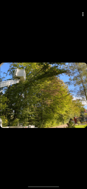 Nacelle élagueuse atteignant la cime d'un grand arbre feuillu vert et légèrement orangé sous un ciel bleu dégagé pour travaux.