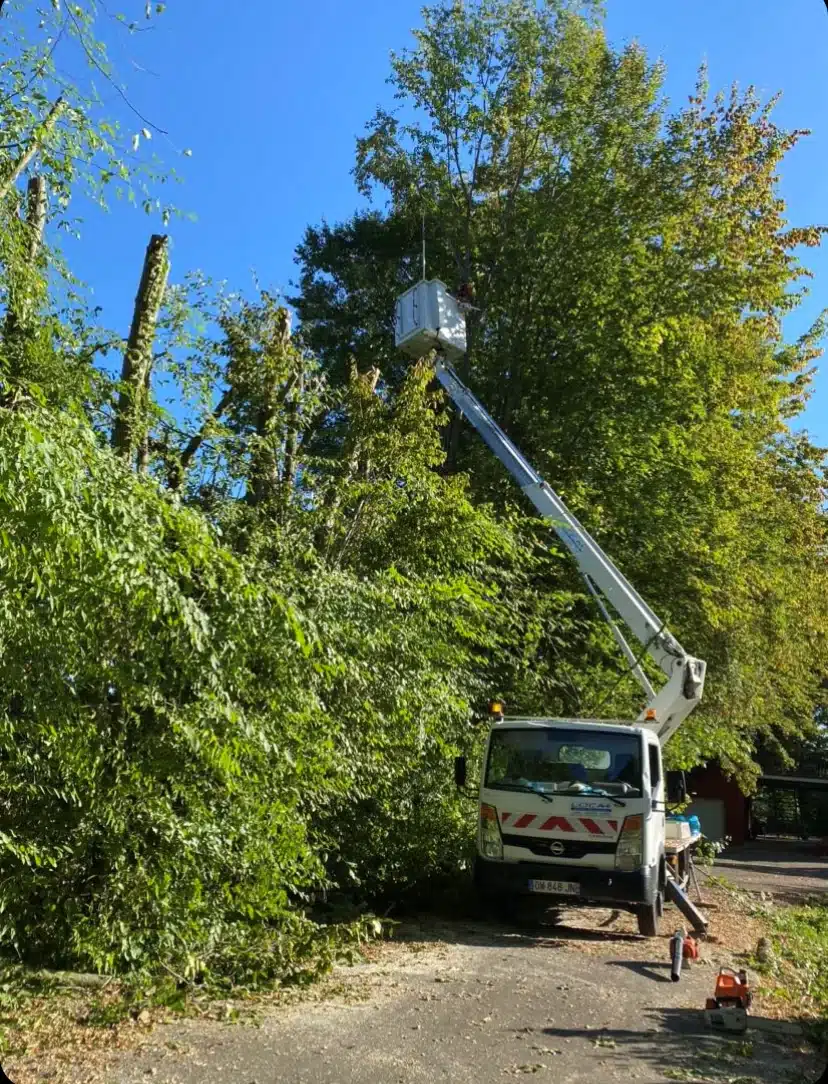 Élagage d'arbres avec une nacelle élévatrice Nissan immatriculée DW-848-JN, beaucoup de feuillage coupé au sol sous un ciel bleu.