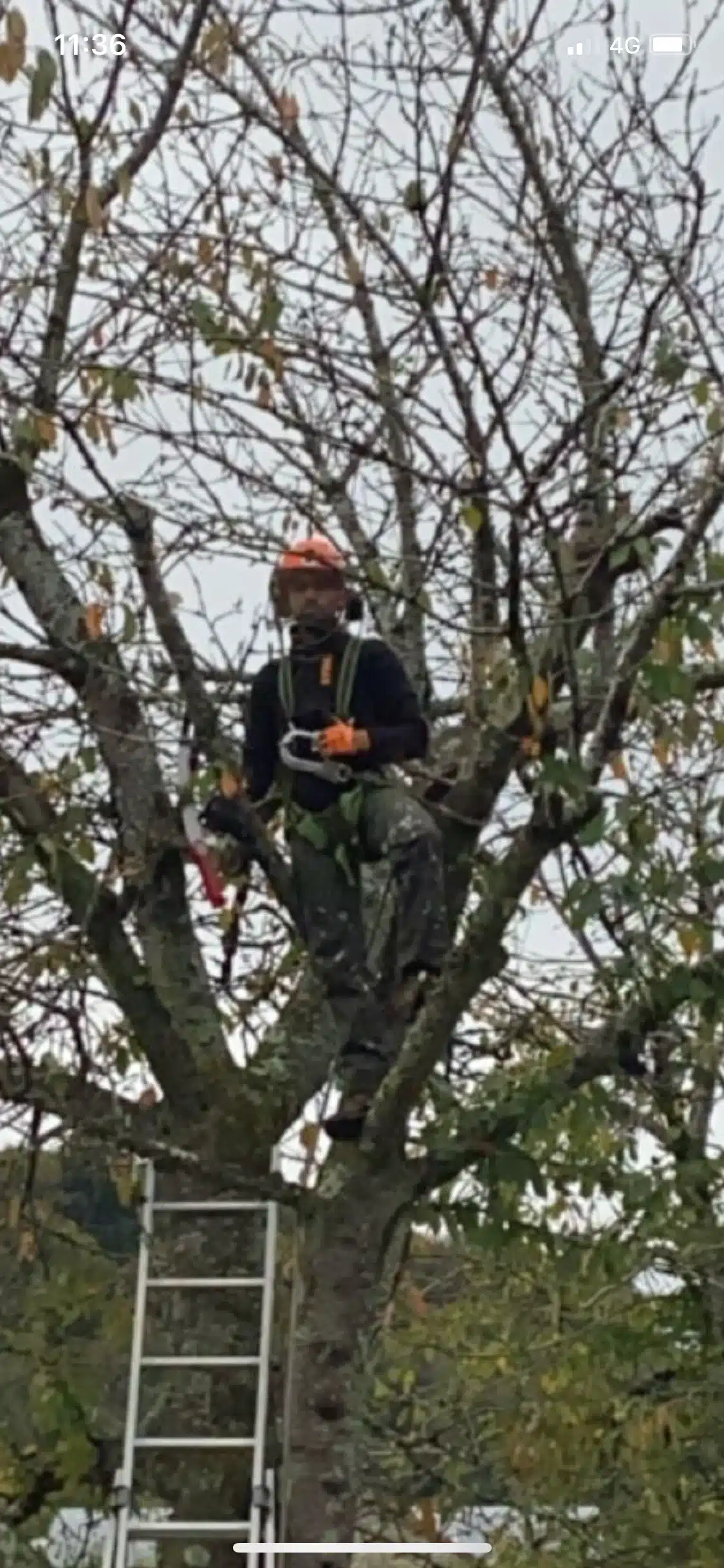 Rognage de souche à Andrest (65390)