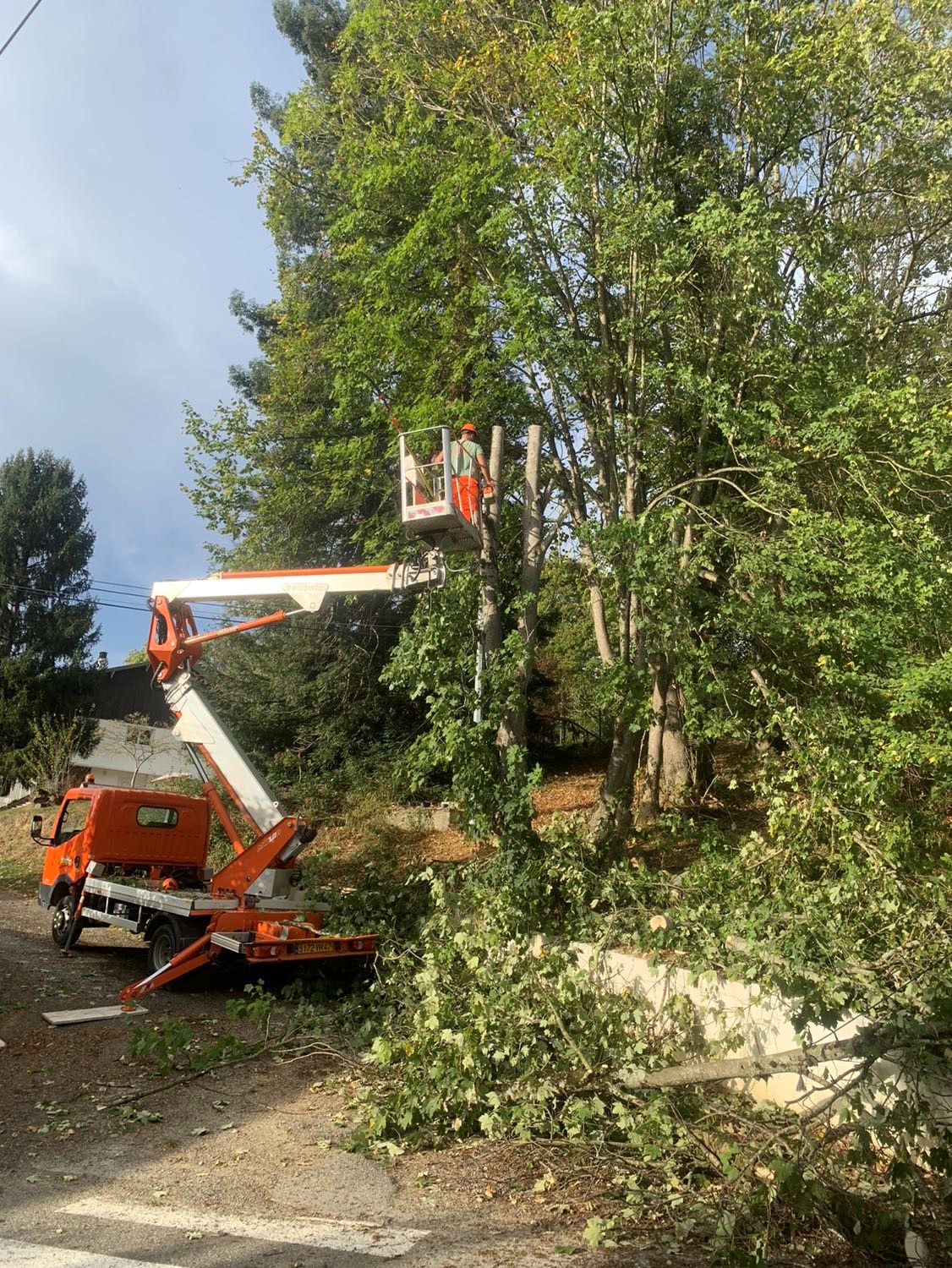 Abattage d'arbres près de Tarbes