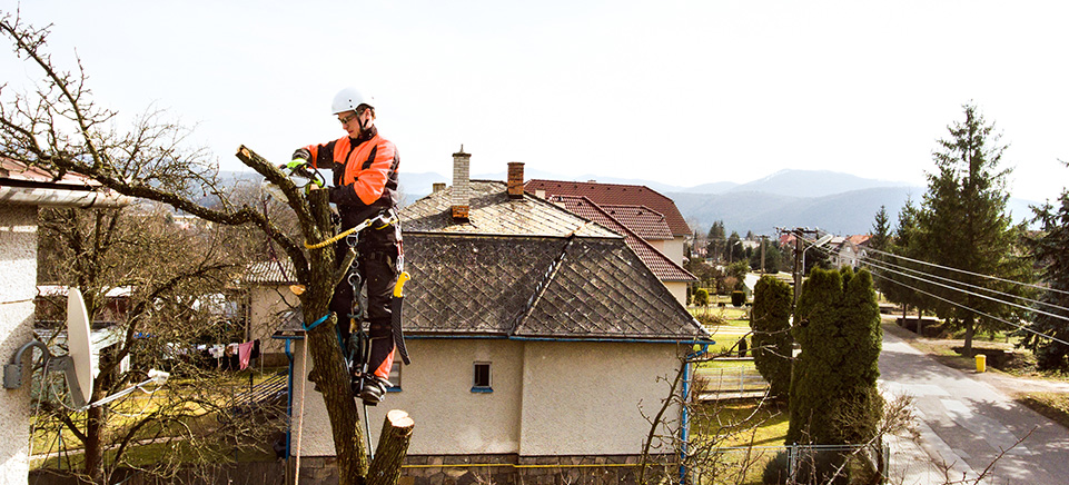 Entreprise d'élagage à Pau