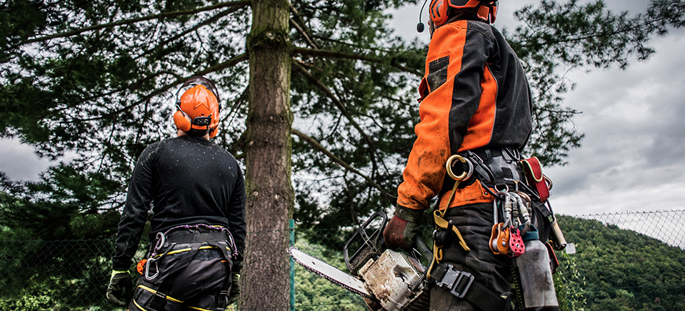 Élagage d&rsquo;un arbre dangereux à Tarbes