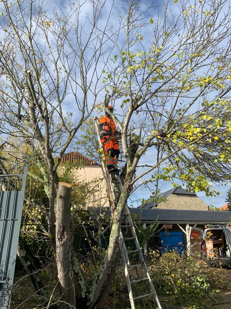 Elagage d’un arbre de Judée à Tarbes