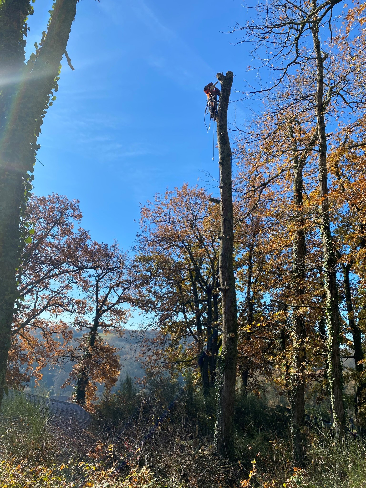 Arboriste équipé effectuant l'élagage d'un tronc d'arbre dégarni sous un ciel bleu éclatant d'automne.