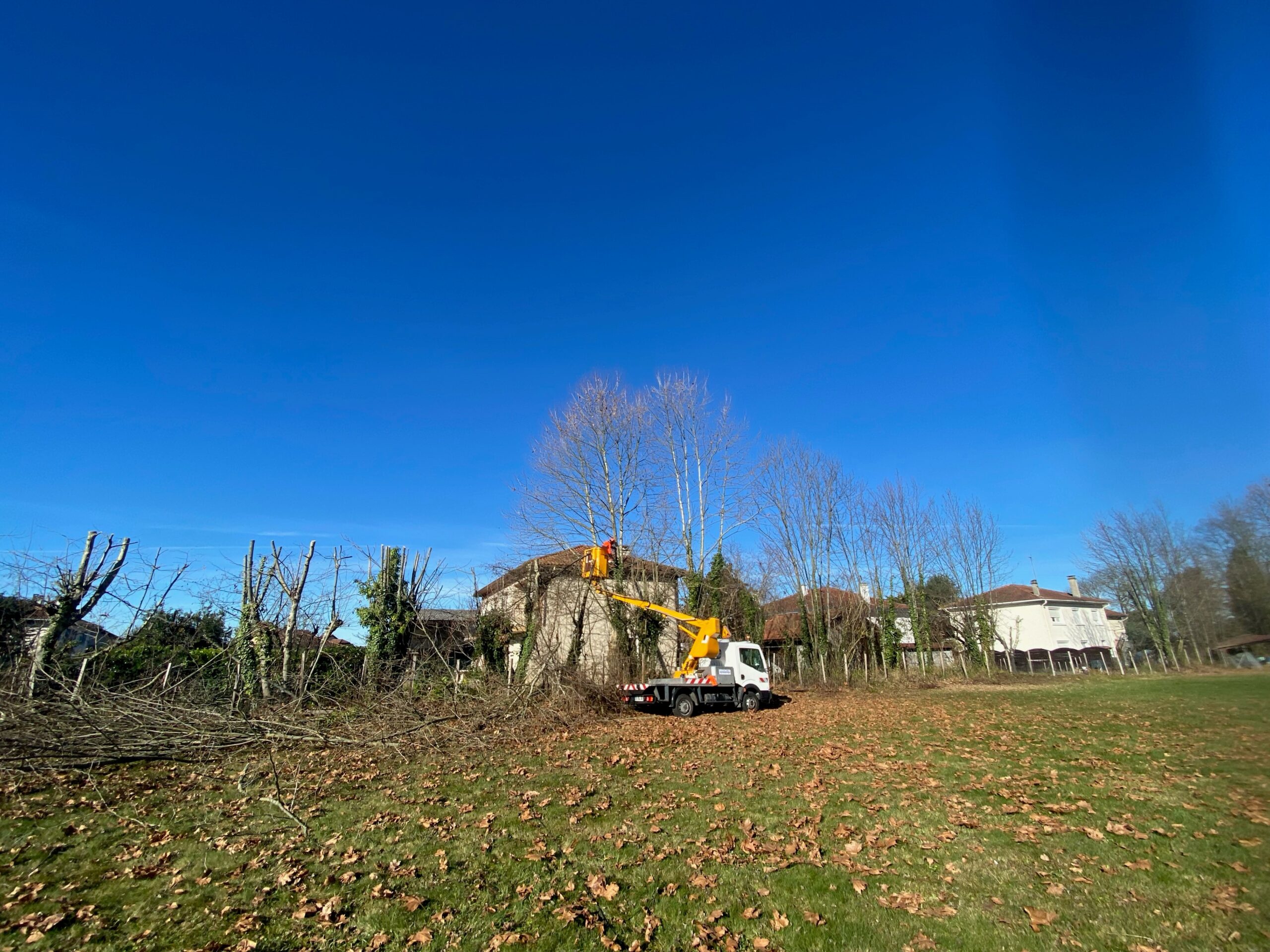 Élagage d'arbres par un ouvrier en nacelle jaune près d'une maison, sous un ciel bleu vif, avec des branches coupées sur l'herbe tachetée de feuilles mortes.