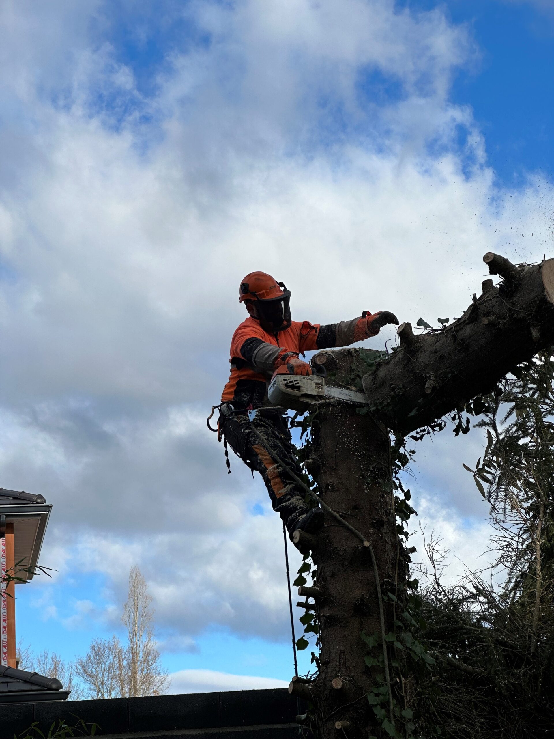 Arboriste élaguant un gros tronc d'arbre en hauteur avec une tronçonneuse STIHL, ciel nuageux, équipement de sécurité orange.