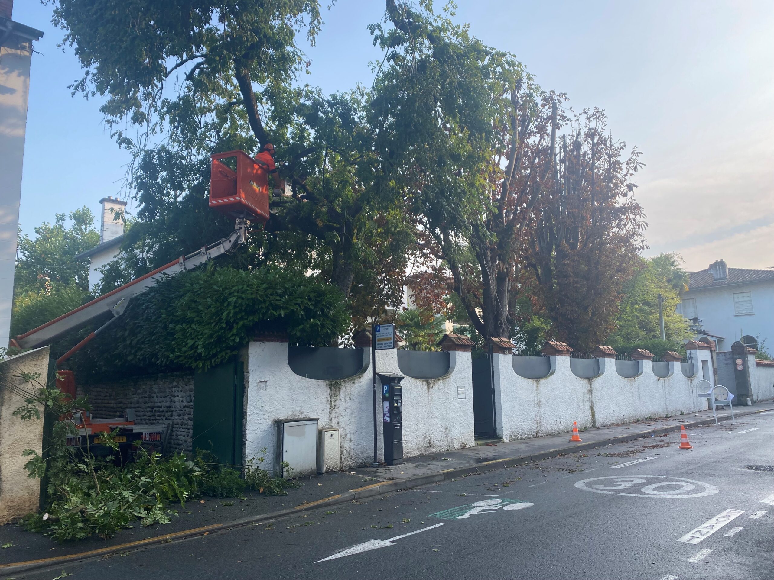 Elagage d&rsquo;arbres à Pau