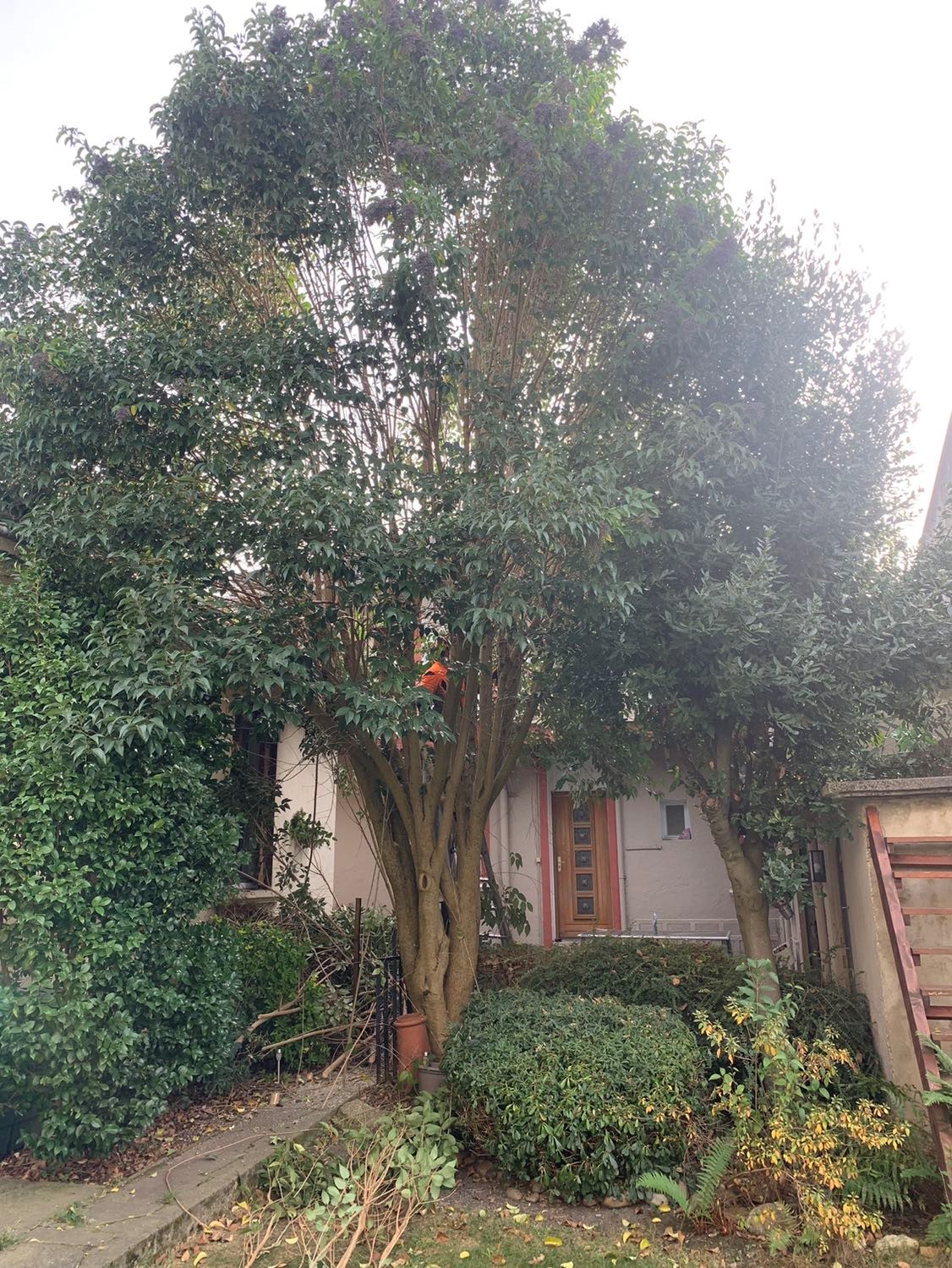Arboriste en combinaison orange élaguant un grand arbre feuillu devant l'entrée d'une maison pâle avec une porte en bois.
