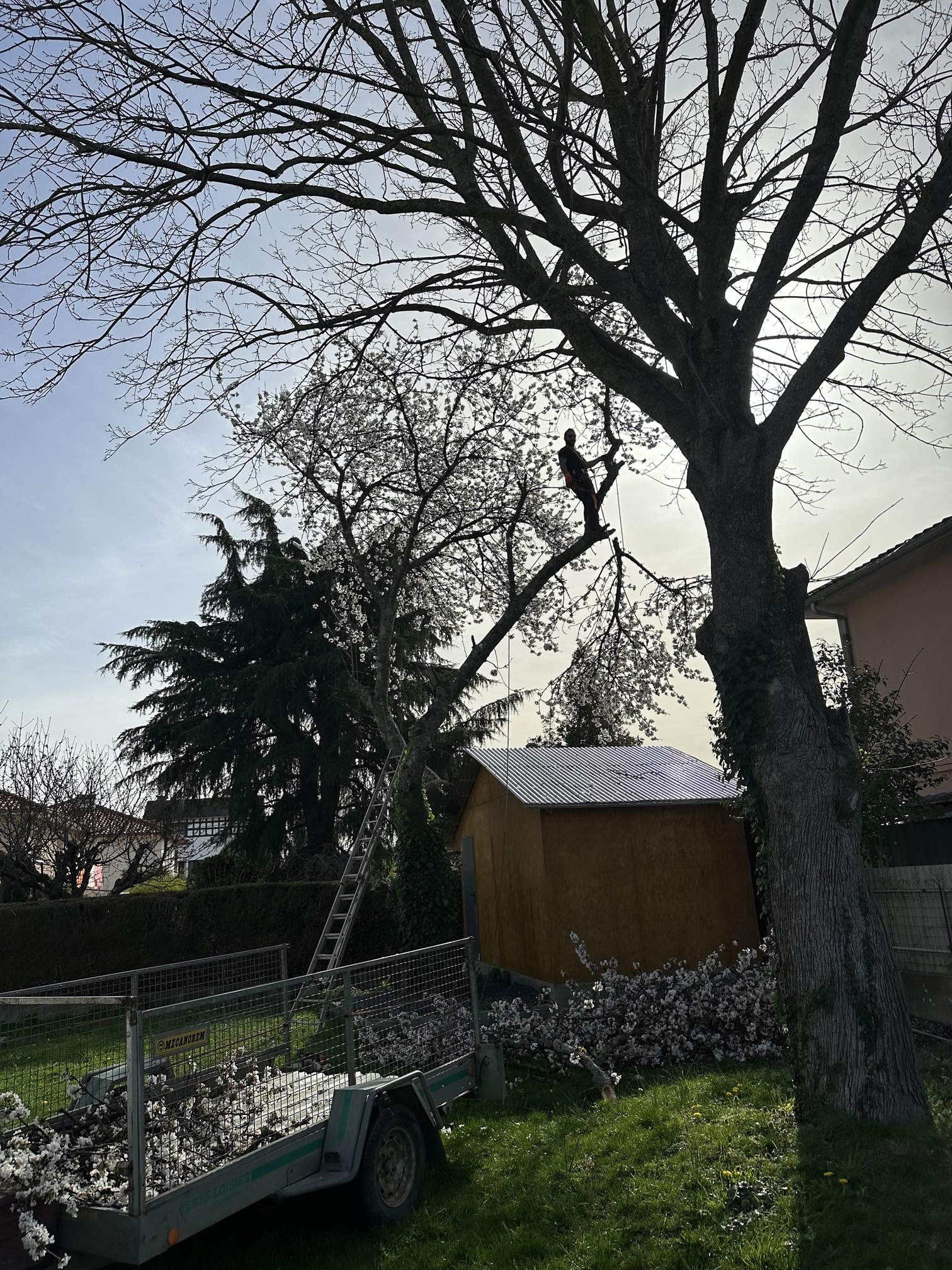 Élagage d’un cerisier à aureilhan 65