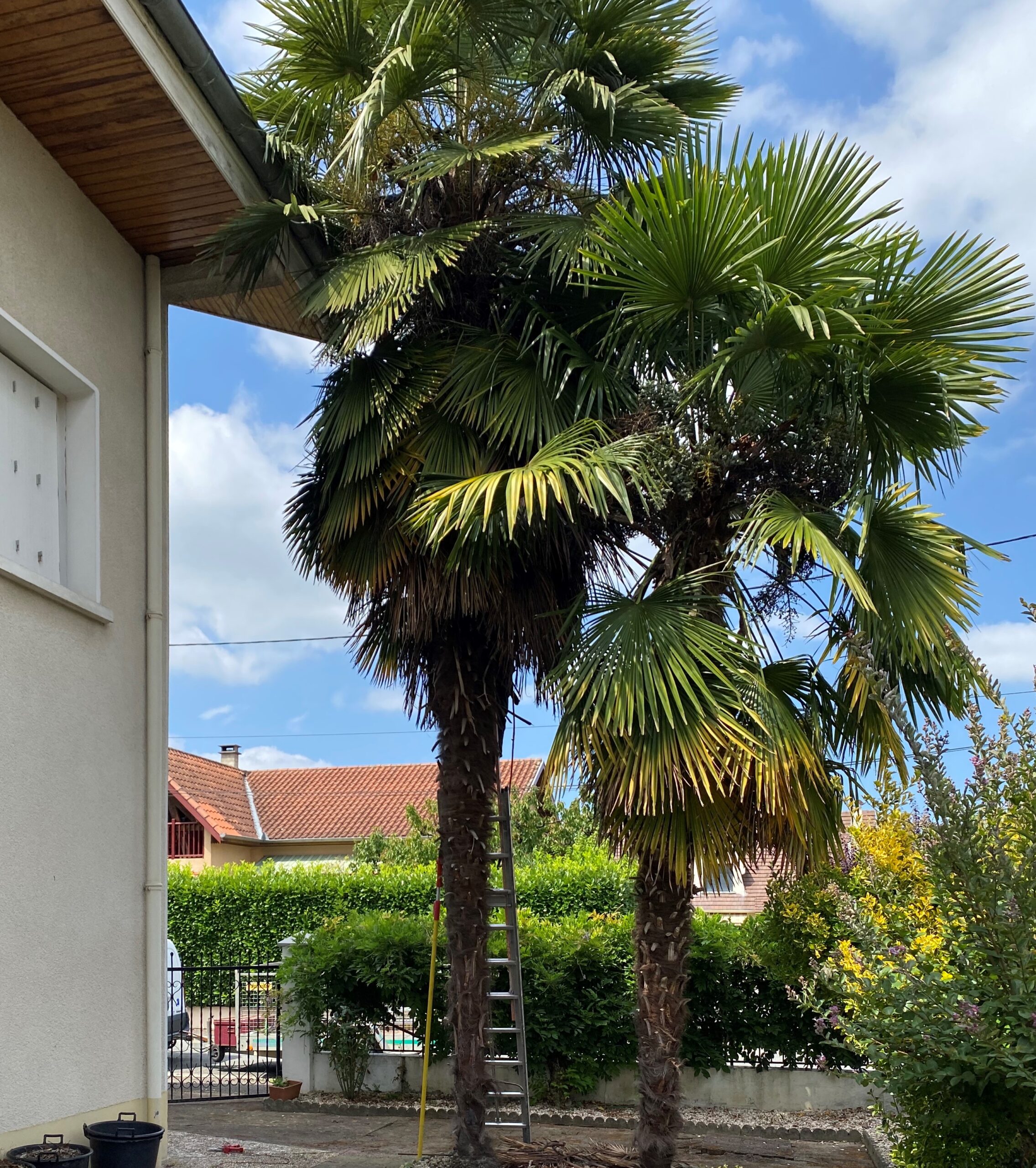 Abattre des arbres trop dangereux pour votre habitation