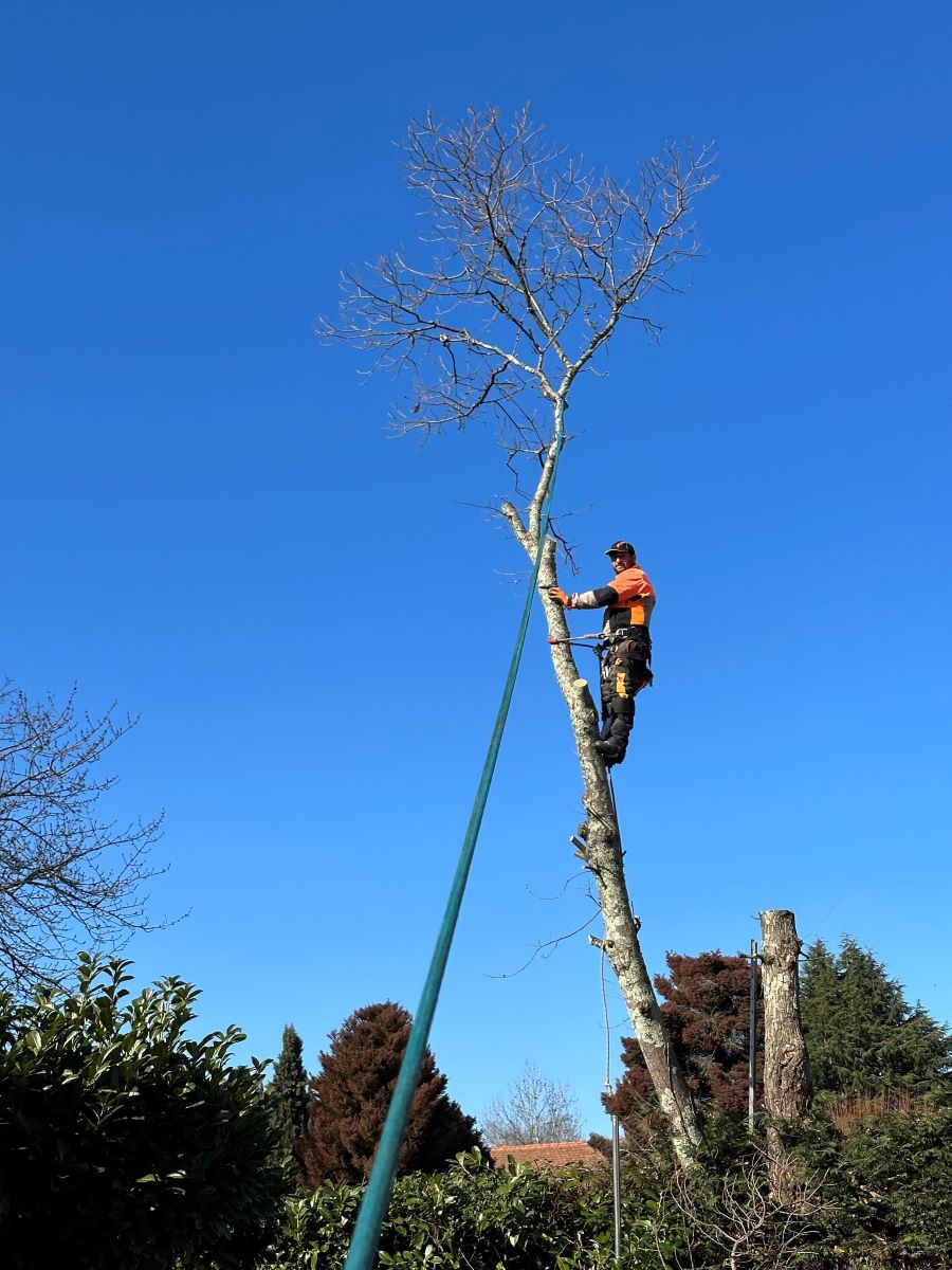 Intervention élagage à Idron 64