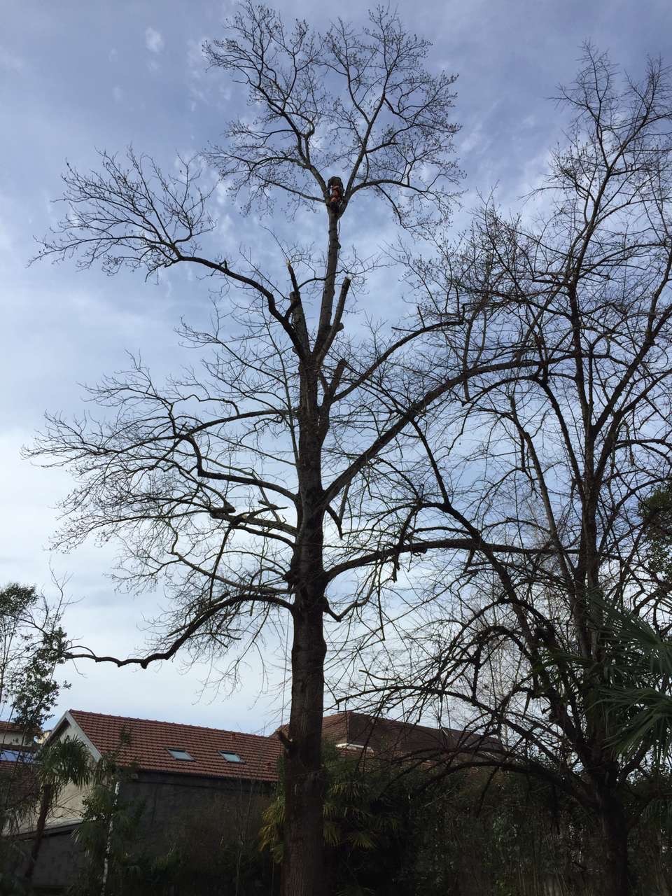 Elagage tulipier du Japon à Pau