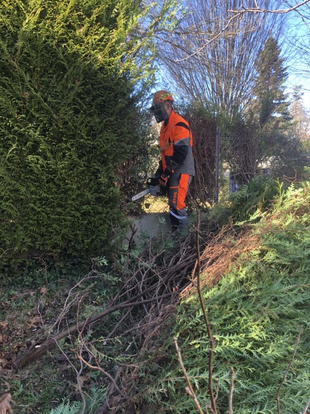 Homme en tenue de sécurité STIHL orange et grise taillant une haie de thuya avec une tronçonneuse sous un ciel bleu.