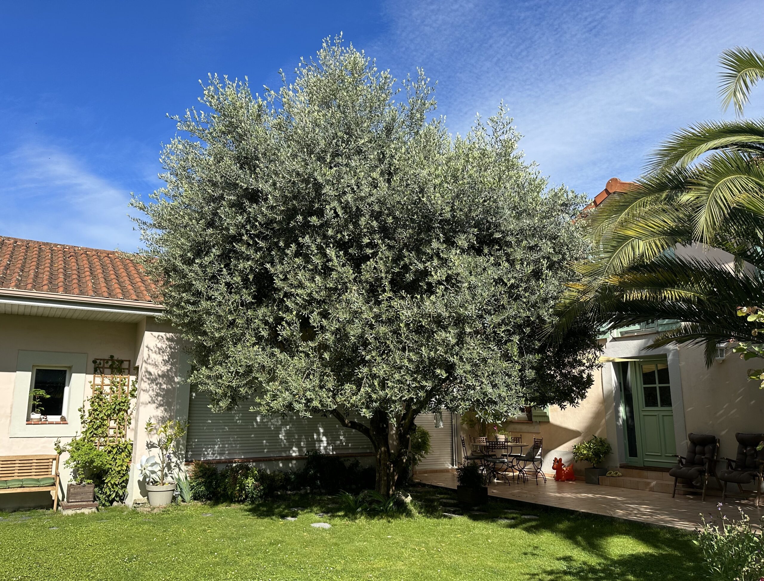 taille d olivier a Tarbes