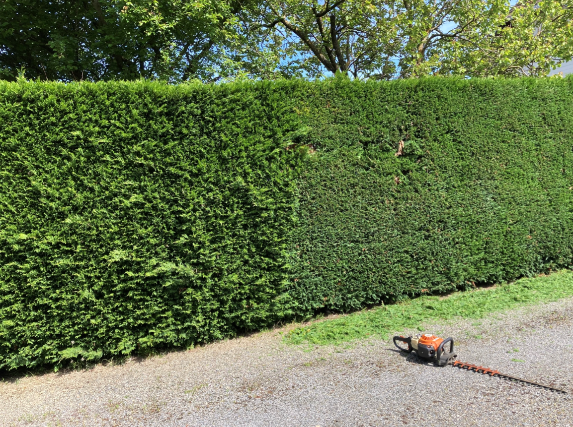 Taille de haie à Tarbes