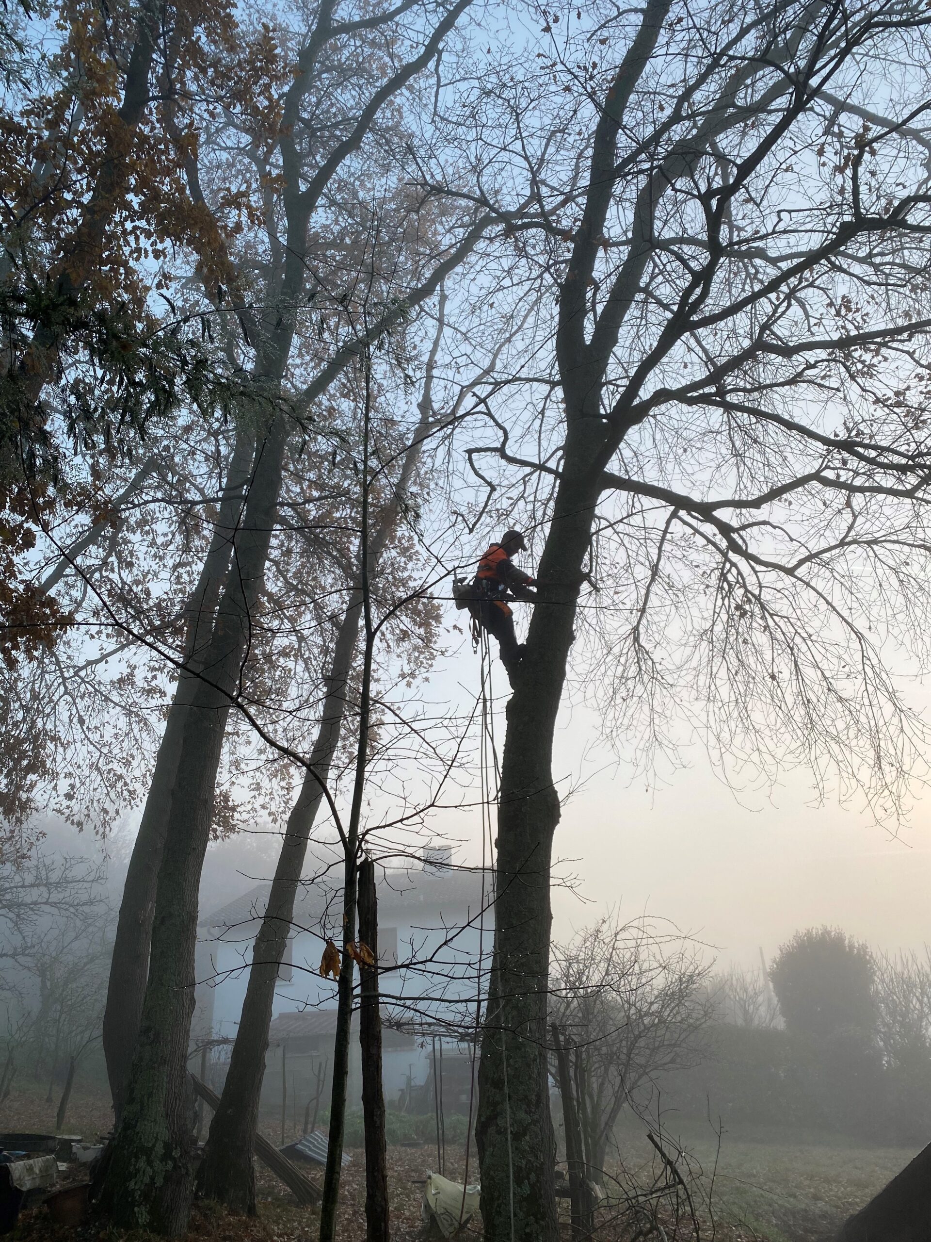 Élagage brumeux : un élagueur grimpe à l'aide de cordes sur un grand arbre dénudé par temps de brouillard froid.