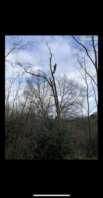 Arboriste équipé juché haut sur un tronc d'arbre dénudé, effectuant des travaux d'élagage au-dessus d'une forêt hivernale dense.
