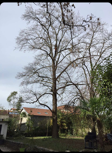 Entreprise élagage Hautes-Pyrénées