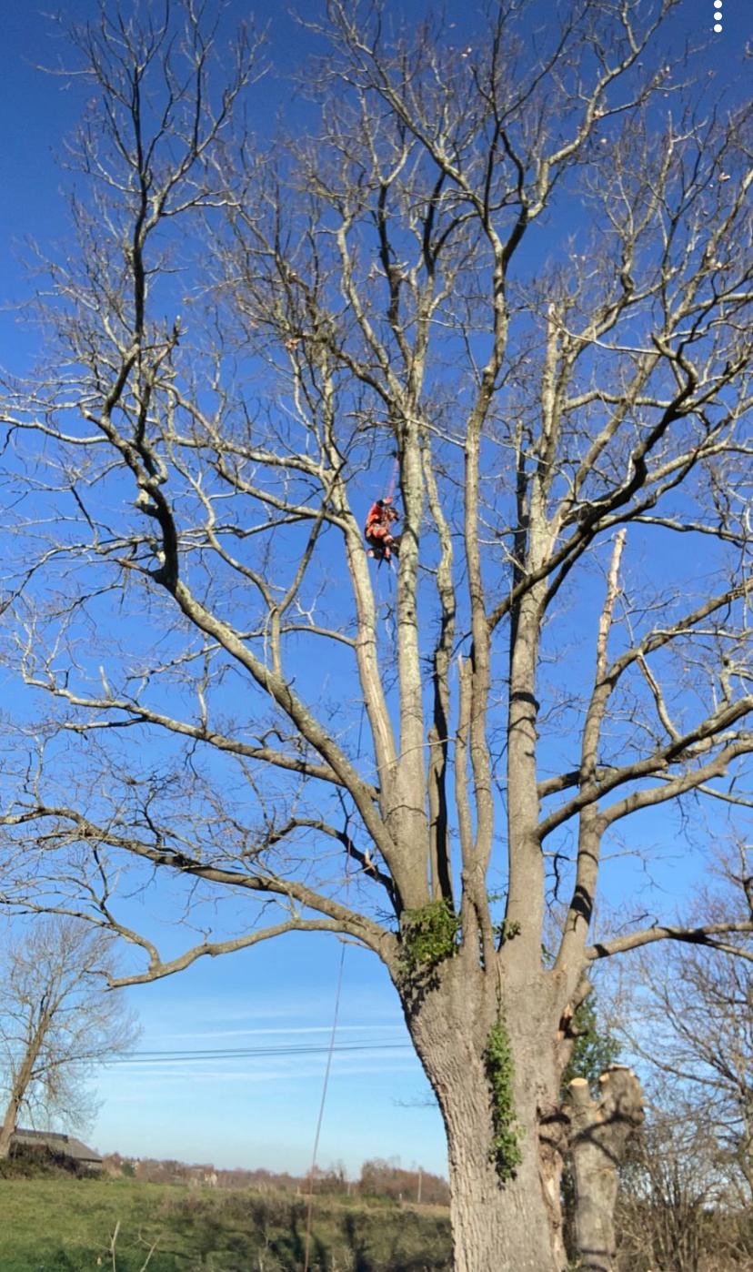 Entreprise d'élagage à Pau