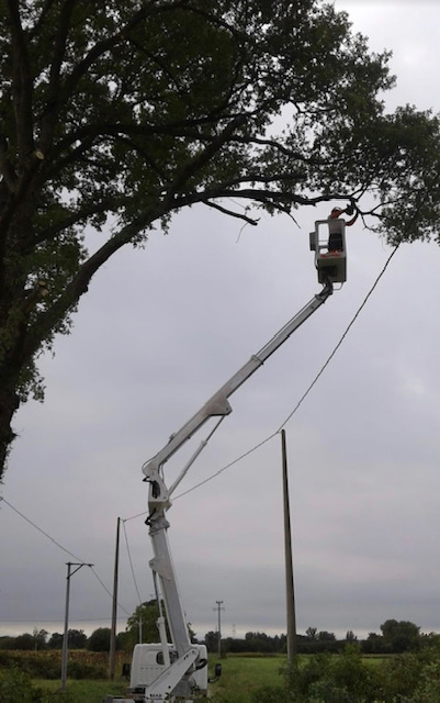 Élagueur en nacelle travaillant sur les branches d'un grand arbre près de poteaux électriques et de fils sous un ciel gris.
