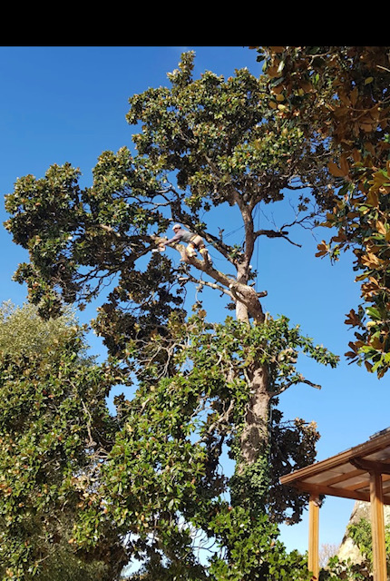 Entreprise élagage Hautes-Pyrénées