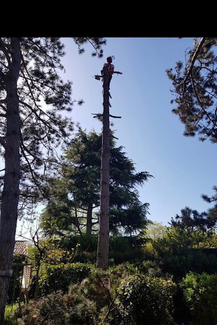 Arboriste élagueur équipé en hauteur, travaillant sur le tronc dénudé d'un grand pin contre un ciel bleu clair, entouré d'autres arbres.