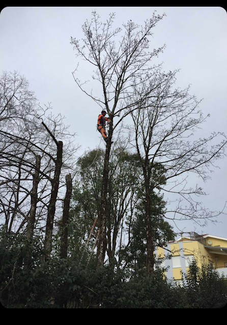 Élagueur en tenue orange grimpant dans un grand arbre dénudé, avec des troncs coupés à gauche et un bâtiment jaune en arrière-plan.